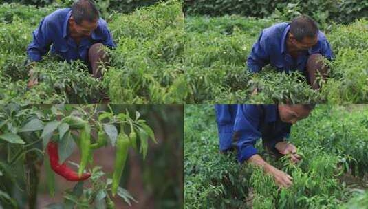 农村菜地摘菜老人高清在线视频素材下载