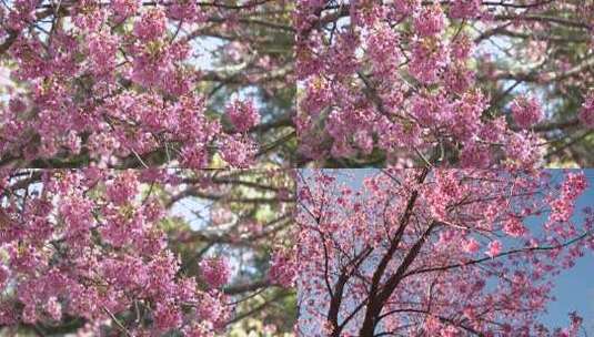 冬樱花空境 唯美浪漫樱花特写素材高清在线视频素材下载