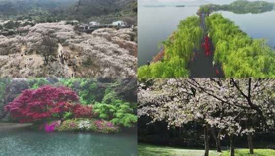 立春/春天/百花盛开/谷雨/万物复苏生长高清在线视频素材下载