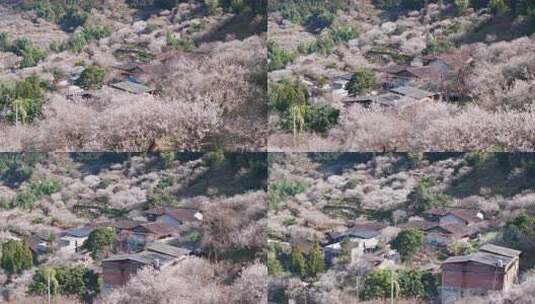 航拍福州永泰青梅花（葛岭万石村）5高清在线视频素材下载