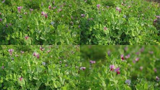 相机高清摄农村菜田豌豆花开(3)高清在线视频素材下载