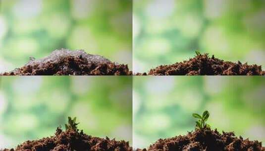 8k植物生长破土而出发芽高清在线视频素材下载