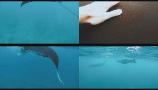 水生动物在人附近游泳的视频高清在线视频素材下载