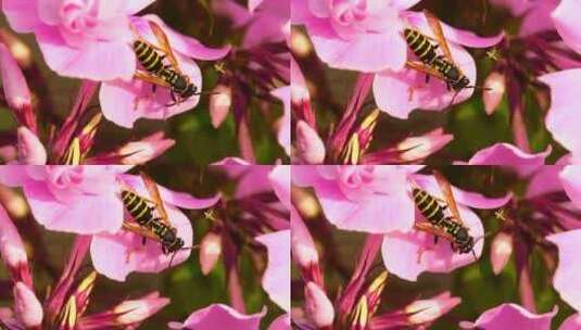 3745_黄蜂站在粉红色的花瓣上高清在线视频素材下载