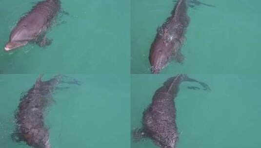 海豚在水中游泳视频高清在线视频素材下载