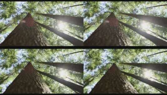 阳光下低角度拍摄树顶高清在线视频素材下载