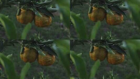 农业柑橘高清在线视频素材下载