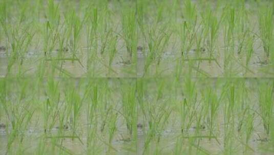 雨中的稻田高清在线视频素材下载