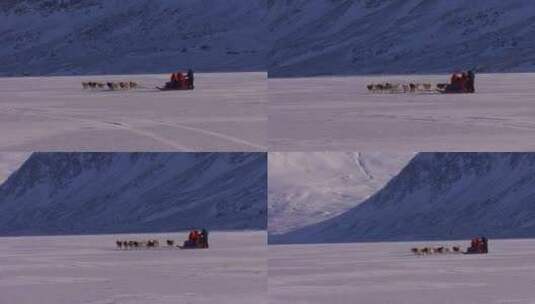 爱斯基摩狗拉着雪橇穿过苔原高清在线视频素材下载