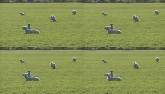 田野里放牧的绵羊高清在线视频素材下载