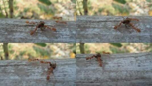 蚂蚁背着死蜘蛛行走高清在线视频素材下载