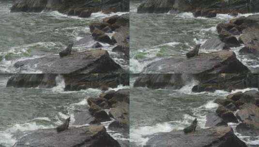 海豹躺在岩石上高清在线视频素材下载