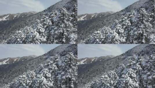 航拍湖北神农架冬季冬天阳光冰雪雪松雪景高清在线视频素材下载