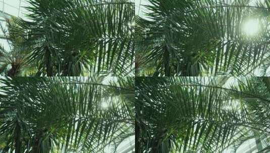 温室内生长茂盛的热带植物高清在线视频素材下载