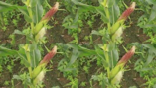 农田玉米种植高清在线视频素材下载