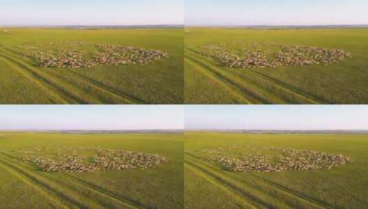 航拍呼伦贝尔草原羊群-038高清在线视频素材下载