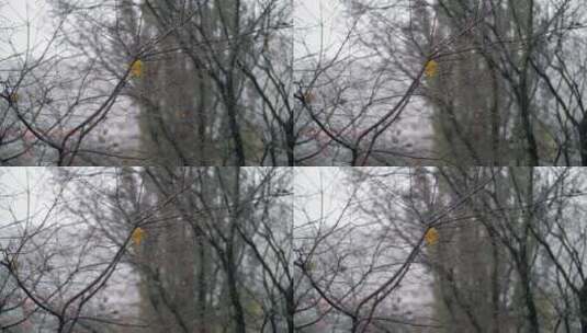 秋天的雪落在树枝间高清在线视频素材下载