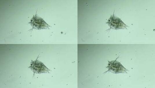 生物科普科研素材 显微镜下的桡足类动物高清在线视频素材下载