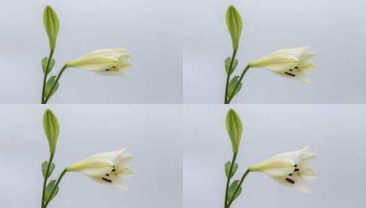 麝香百合花朵绽放的延时高清在线视频素材下载