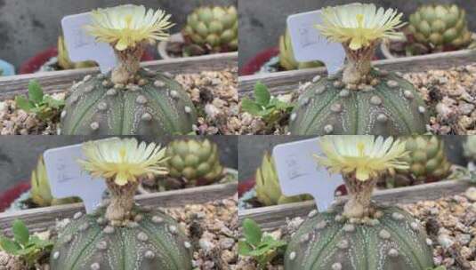 开花的仙人掌植物特写高清在线视频素材下载