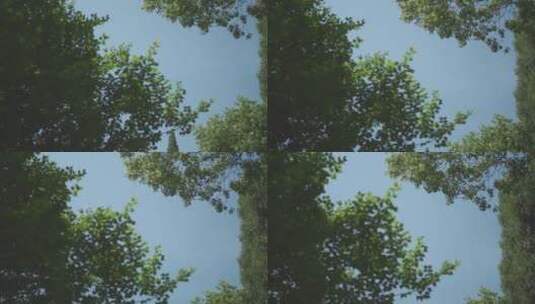 树叶升格空镜高清在线视频素材下载