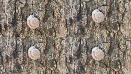 树上的蜗牛壳特写高清在线视频素材下载