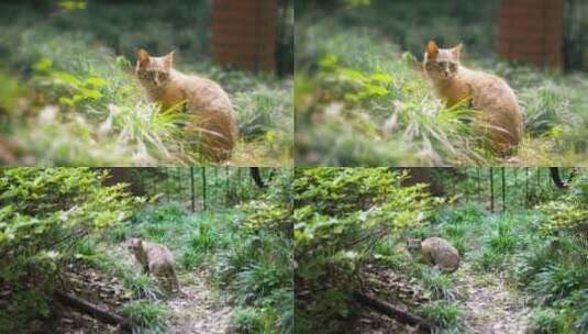 小区流浪猫高清在线视频素材下载