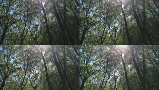 阳光森林4K实拍视频 (59)高清在线视频素材下载