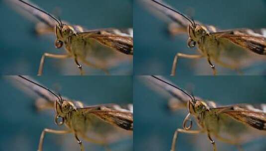 微距拍摄一直蝴蝶触角高清在线视频素材下载