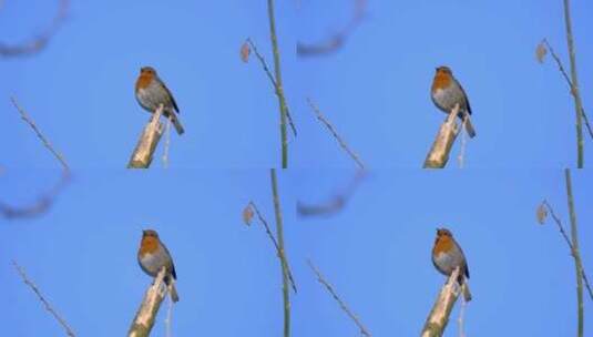 自然森林中的罗宾鸟高清在线视频素材下载