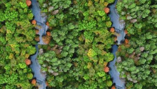 航拍秋季森林景观高清在线视频素材下载