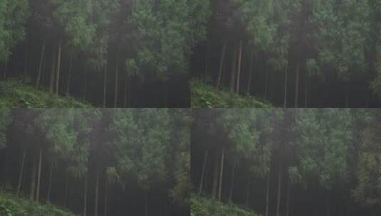 雨中树林高清在线视频素材下载