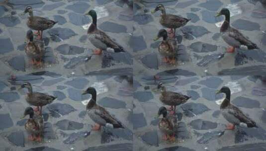 瘦西湖的小鸭在雨天散步高清在线视频素材下载