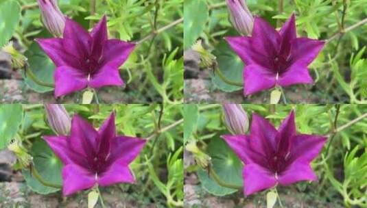 紫色铁线莲花朵高清在线视频素材下载