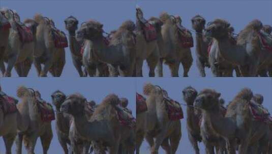 宁夏 沙漠 在大风沙漠中行走的骆驼 近景高清在线视频素材下载