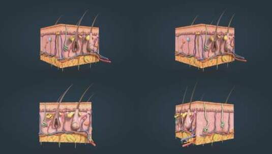 3D皮肤解剖皮下层皮肤剖面三维动画高清在线视频素材下载