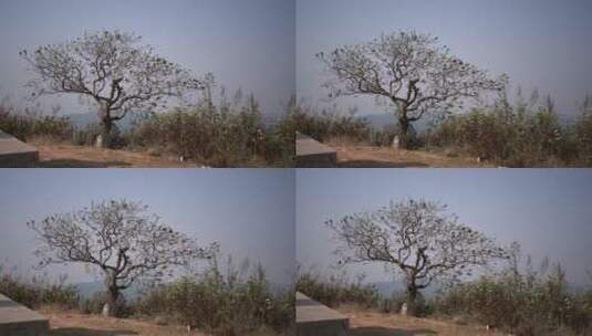 普洱茶古六大茶山革登孔明像旁边的树高清在线视频素材下载