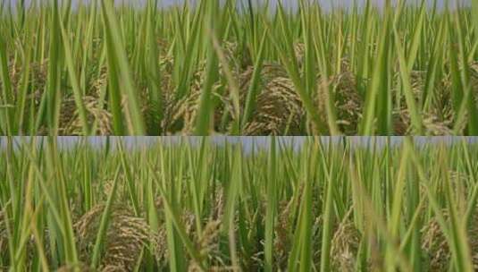 秋天的水稻成熟秋色升格空境高清在线视频素材下载