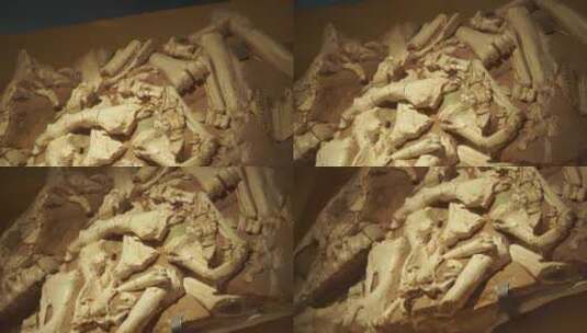 科学家挖掘远古动物恐龙骨架高清在线视频素材下载