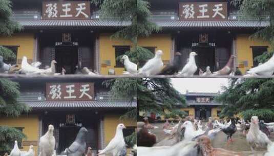 寺院 鸽子觅食高清在线视频素材下载