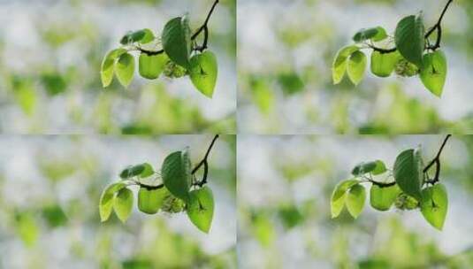 春天的嫩叶特写梨树叶阳光下空镜高清在线视频素材下载