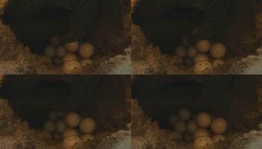 动物繁殖 海龟下蛋特写高清在线视频素材下载
