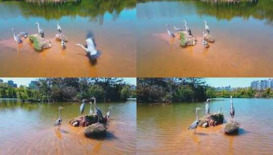 航拍湖面栖息丹顶鹤戏水升格高清在线视频素材下载