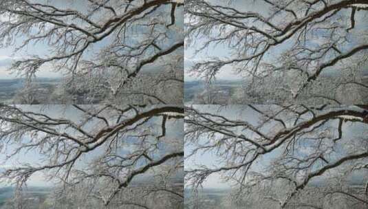 冬天下雪后 美丽的森林树木雪景特写高清在线视频素材下载