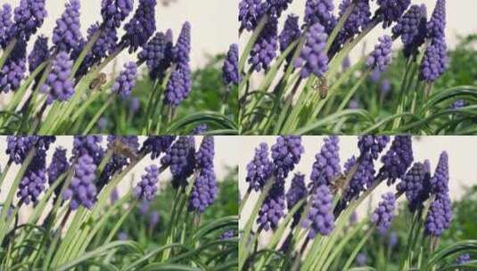 花园里的紫罗兰葡萄风信子高清在线视频素材下载