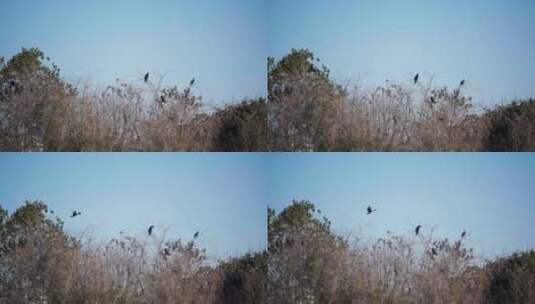 鸟降落在树上高清在线视频素材下载