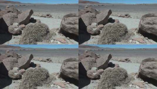 在沙漠里的石头和仙人掌景观高清在线视频素材下载