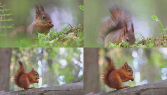 可爱松鼠森林中觅食唯美特写高清在线视频素材下载