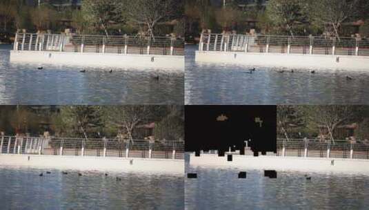 湖边野鸭子戏水高清在线视频素材下载
