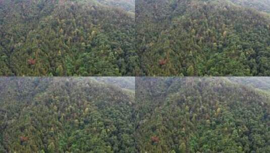 森林植被生态航拍高清在线视频素材下载